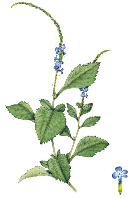 Blue Vervain